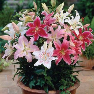 Dwarf Oriental Lilies Mix Thumbnail